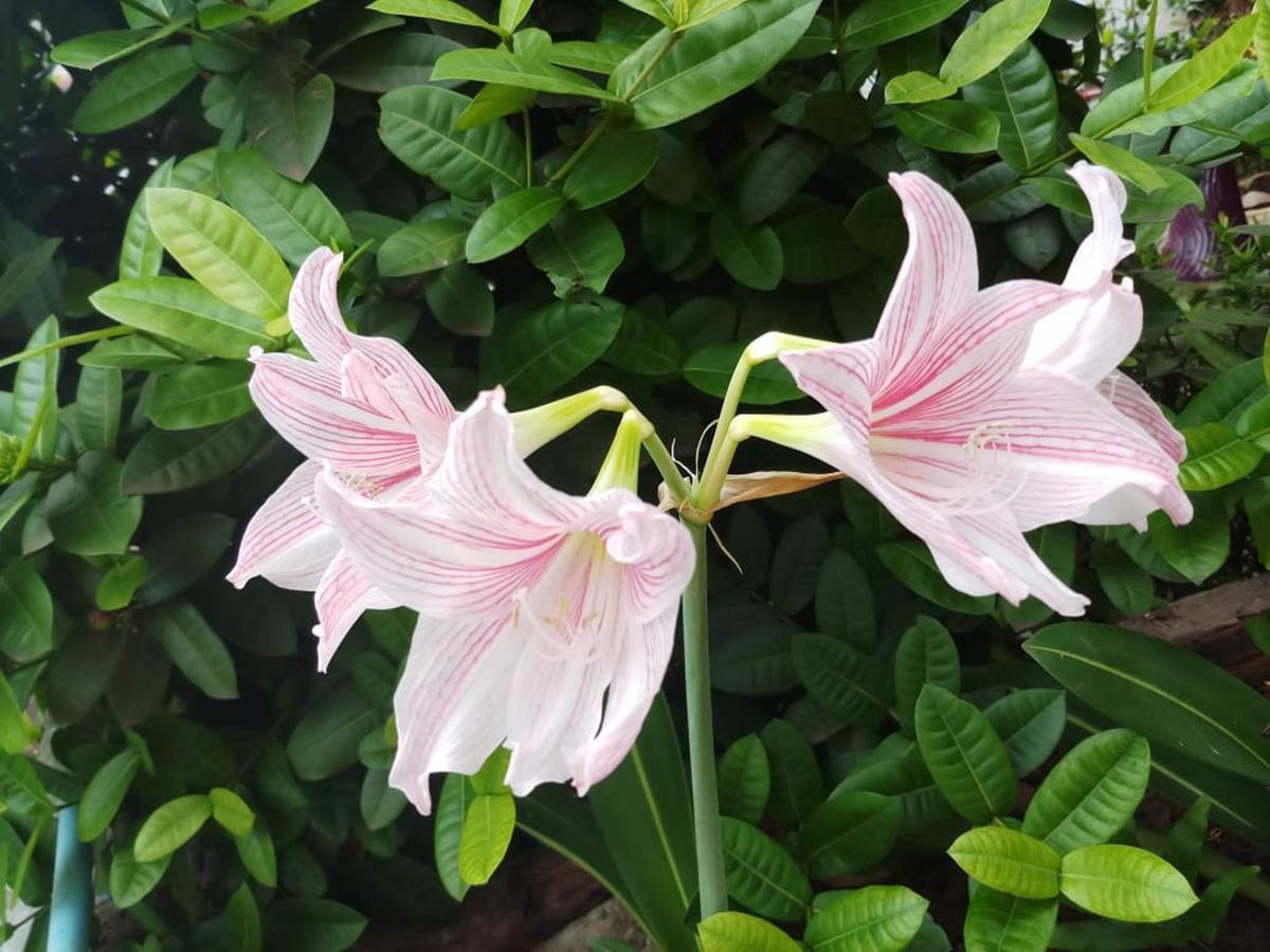 Xuanmai Garden Resort باكسي المظهر الخارجي الصورة