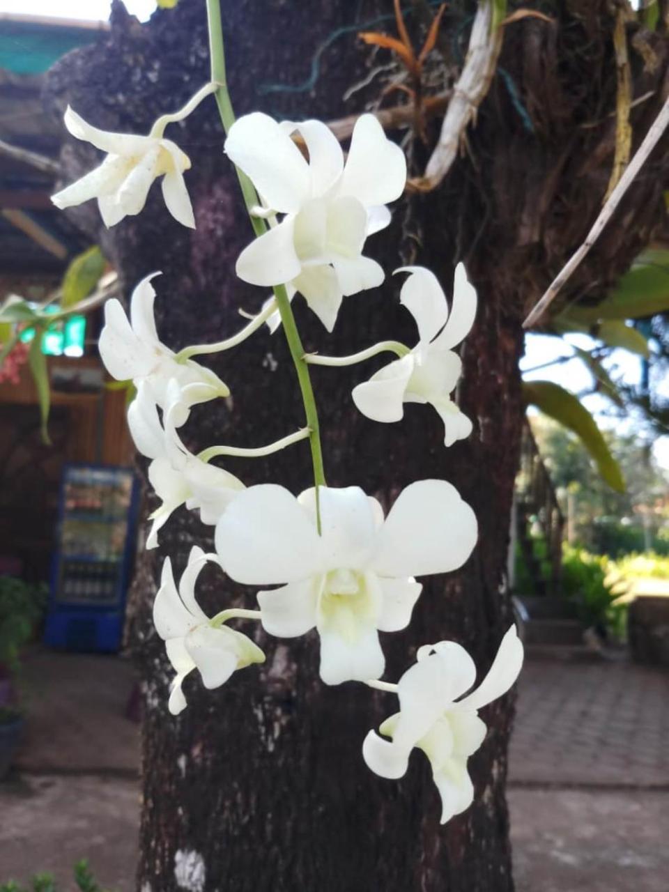 Xuanmai Garden Resort باكسي المظهر الخارجي الصورة